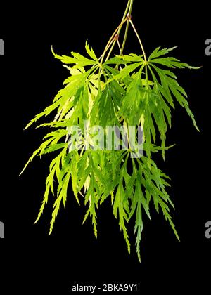 Backlit dissected green leaves of the hardy mounding Japanese maple, Acer palmatum dissectum, on a black background Stock Photo