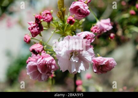 cherry blossom opening Stock Photo