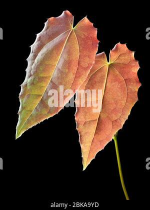 Backlit spring foliage of the hardy perennial, Epimedium franchetii 'Brimstone Butterfly' on a black background Stock Photo
