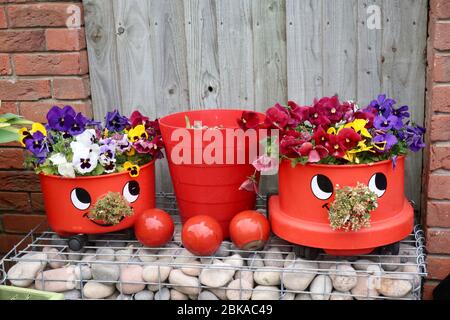 Ipswich, Suffolk, UK - 3 May 2020: Henry Hoover vacuum cleaners rescued from the tip and used to display brightly coloured pansies. Stock Photo
