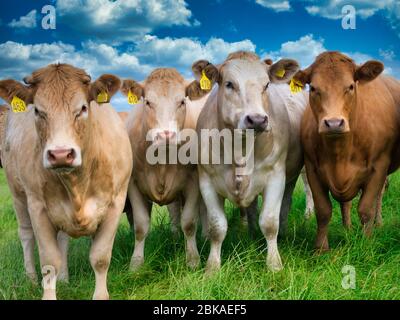 Four inquisitive, young calves, faces to the camera in a grazing field - taken on a sunny day in Wales, UK Stock Photo