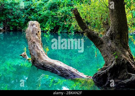 Beautiful landscape. A tree lying on the surface of the water in which the environment is reflected. Stock Photo