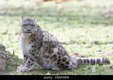 Snow leopard in the meadow Stock Photo