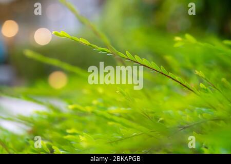 grass stalks in the evening at sunset. blurred abstract background. Stock Photo