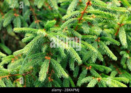 Fresh light green spruce branches in the garden close-up. Nature concept for design. Selective focus. Place for text. Stock Photo