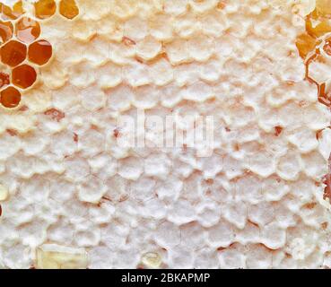 close up of honey comb macro Stock Photo
