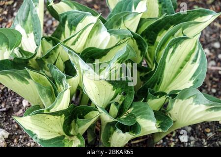 Hosta "Whirlwind" varirgated leaves Stock Photo