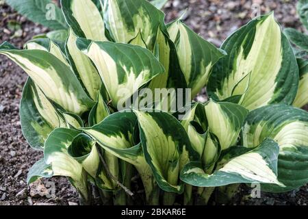 Hosta "Whirlwind" Stock Photo
