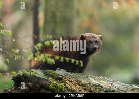 Wolverine in the forest Stock Photo