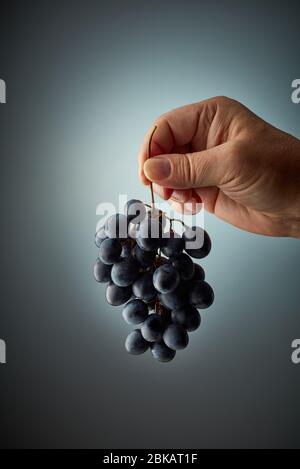 bunch of red grapes in human hand Stock Photo