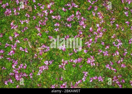 Fallen pink petals on green grass under cherry tree Stock Photo