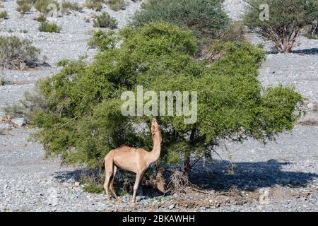 Camel feeding from acacia tree in Wadi Mistal in Oman Stock Photo