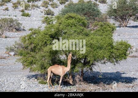 Camel feeding from acacia tree in Wadi Mistal in Oman Stock Photo