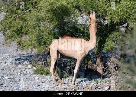 Camel feeding from acacia tree in Wadi Mistal in Oman, head raised high to reach leaves Stock Photo