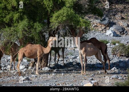 Camels feeding from acacia tree in Wadi Mistal in Oman Stock Photo