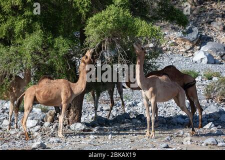 Camels feeding from acacia tree in Wadi Mistal in Oman Stock Photo