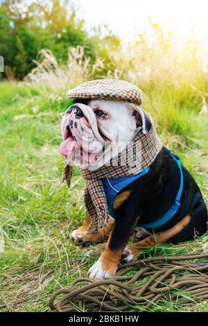 Black and white English/British Bulldog Dog wearing a cap out for a walk sitting in the grass Stock Photo