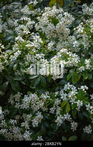 Flowers and leaves seen on Choisya ternata in London during spring. Stock Photo