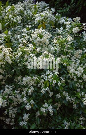 Flowers and leaves seen on Choisya ternata in London during spring. Stock Photo