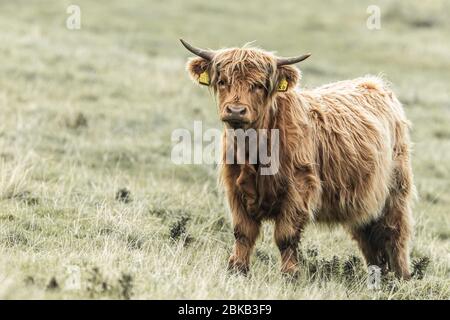Scottish cow in a meadow Stock Photo