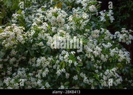 Flowers and leaves seen on Choisya ternata in London during spring. Stock Photo