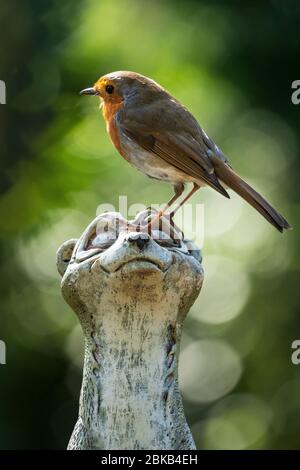 Robin perched on a garden ornament in North Yorkshire Stock Photo