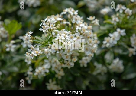 Flowers and leaves seen on Choisya ternata in London during spring. Stock Photo