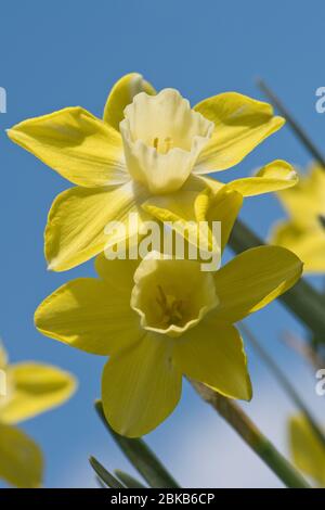 Flowers of a jonquilla daffodil Narcissus 'Pipit' yellow perianth segments and pale corona or trumpet against a blue sky, April Stock Photo