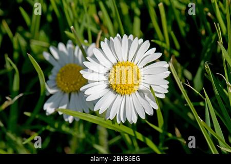 Flower of a common daisy (Bellis perennis) with white ray and yellow disc florets growing in a garden lawn, Berkshire, April , Stock Photo