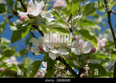 Flowers and young leaves on cooking apple variety Bramley against a blue spring sky, Berkshire, April, Stock Photo