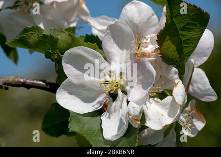Wild crab apple (Malus sylvestris)  large white to pink flowers and leaves in light woodland against a blue spring sky, Berkshire, April, Stock Photo