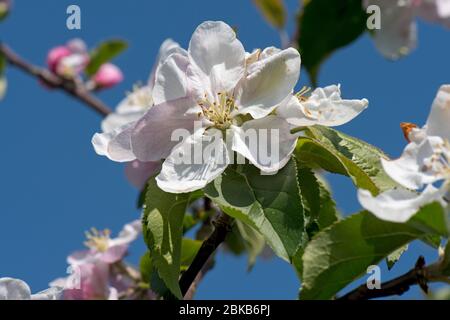 Wild crab apple (Malus sylvestris)  large white to pink flowers and leaves in light woodland against a blue spring sky, Berkshire, April, Stock Photo