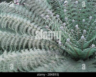 Close up of  Cyathea sp, Tree fern leaves Stock Photo