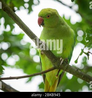 Rose-ringed Parakeet in the tree Stock Photo