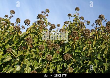 Common Ivy Hedera helix berries/fruit Stock Photo