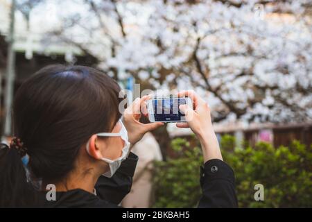 Woman wearing a mask takes photo of cherry blossoms with her iphone during the cherry blossom spring season at the Meguro River, in Tokyo, Japan. Stock Photo