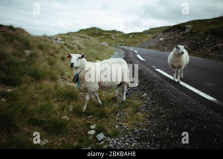 two sheep on a mountain road in norway against the sky with clouds Stock Photo