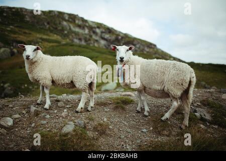 two sheep in the mountains of norway against the sky with clouds Stock Photo