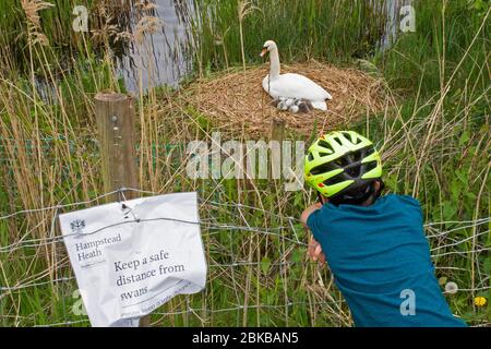 A little boy looks over a nesting swan with young chicks just a few days after hatching on Hampstead Heath, North London on Sunday the 3rd of May 2020 Stock Photo