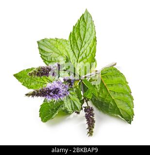 fresh blooming mint flower isolated on white background Stock Photo