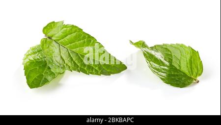 fresh green mint leaves isolated on white background Stock Photo