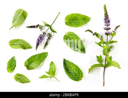 fresh mint leaves and blooming mint flower isolated on white background, top view Stock Photo