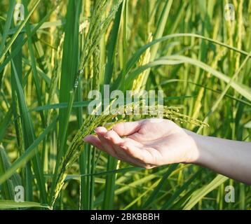 woman hands holding the young rice spikes in the rice field Stock Photo