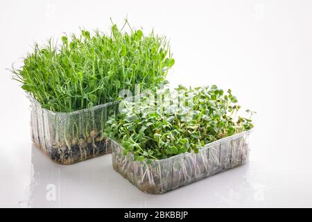 Pea and radish microgreens on a white background. Isolated object. Growing green sprouts at home. Closeup Stock Photo