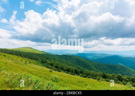 alpine meadows of mnt. runa, ukraine. coniferous forest in the distance. beautiful nature scenery of carpathian mountains in summer. cloudy weather