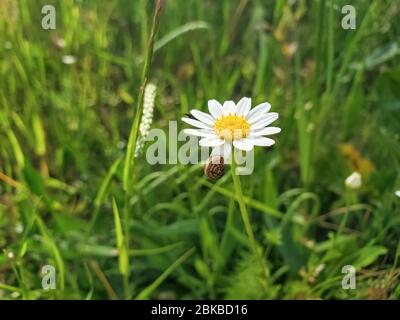 Single daisy flower and cute snail in spring meadow,nature background wallpaper  Stock Photo
