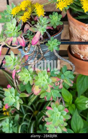 succulent plant in a detail of a Mediterranean style garden in Barcelona in  the first days of spring Stock Photo - Alamy
