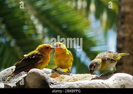 A couple of adult safran finches are feeding their baby with brown cane sugar, Bonaire, island, Caribbean Stock Photo