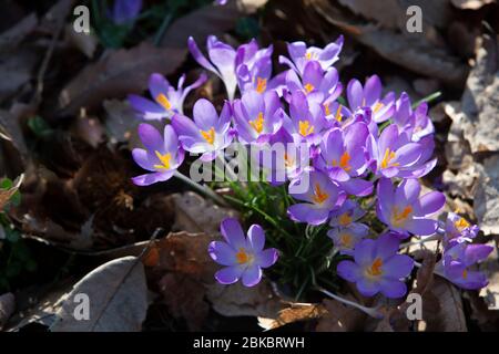wild crocus flowering in the spring, uk Stock Photo
