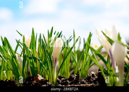 The first spring flowers bloom in the garden against a blue sky. White crocuses grow in early spring Stock Photo